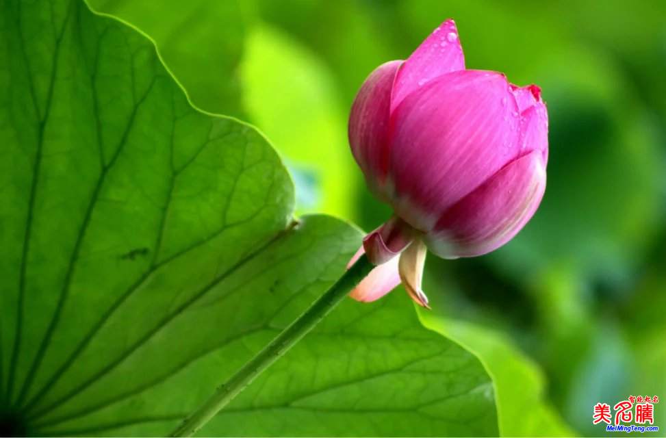 2017雞年寶寶如何起名與起名技巧?