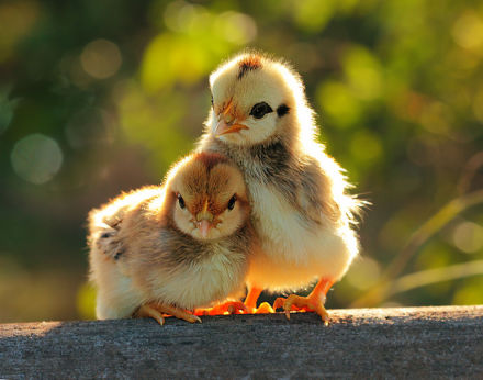 2017年屬雞、生辰五行：山下火命